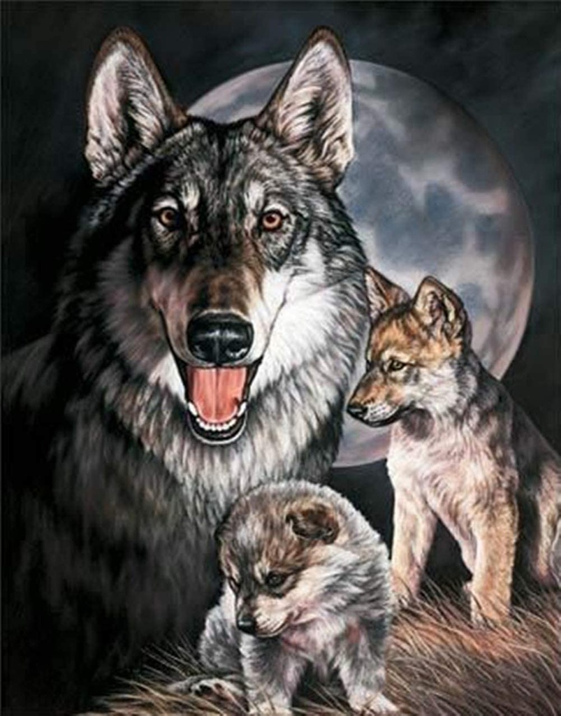 Graham Wolf Experience