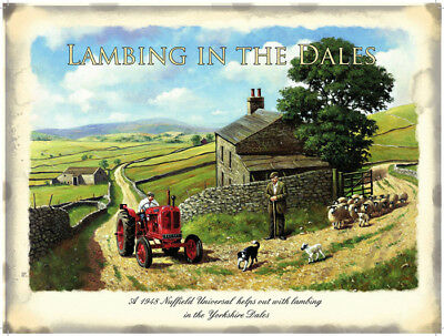 Lambing in the Dales, Yorkshire Farming