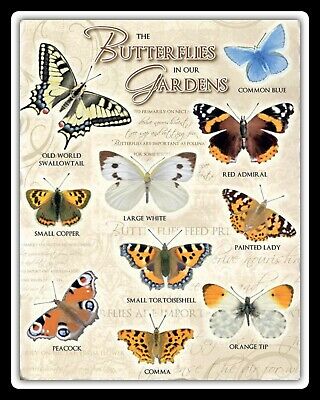 Targa Metallica Butterflies